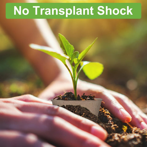 TAOLABV seedling pots with breathable walls support natural root growth.
