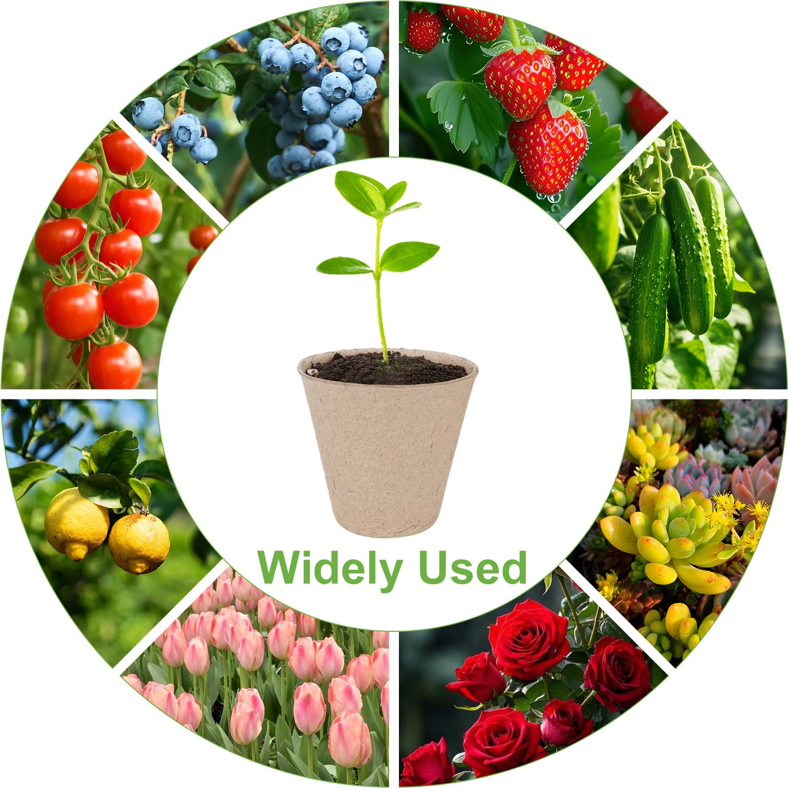TAOLABV breathable pots promote healthy roots and easier transplanting.