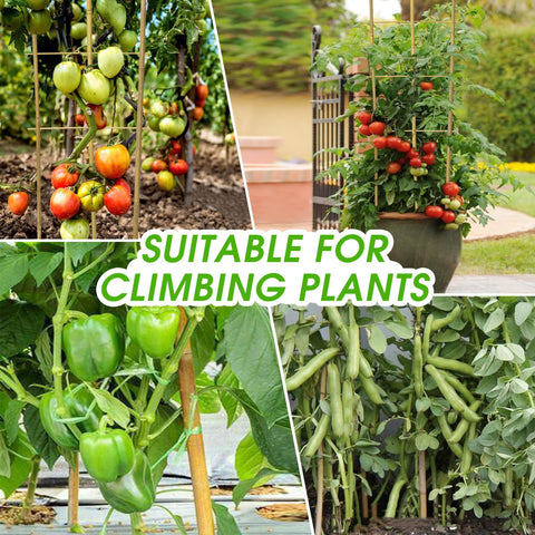 Taoskai 4ft U-Shape Trellis guides cucumber vines for tidy growth.
