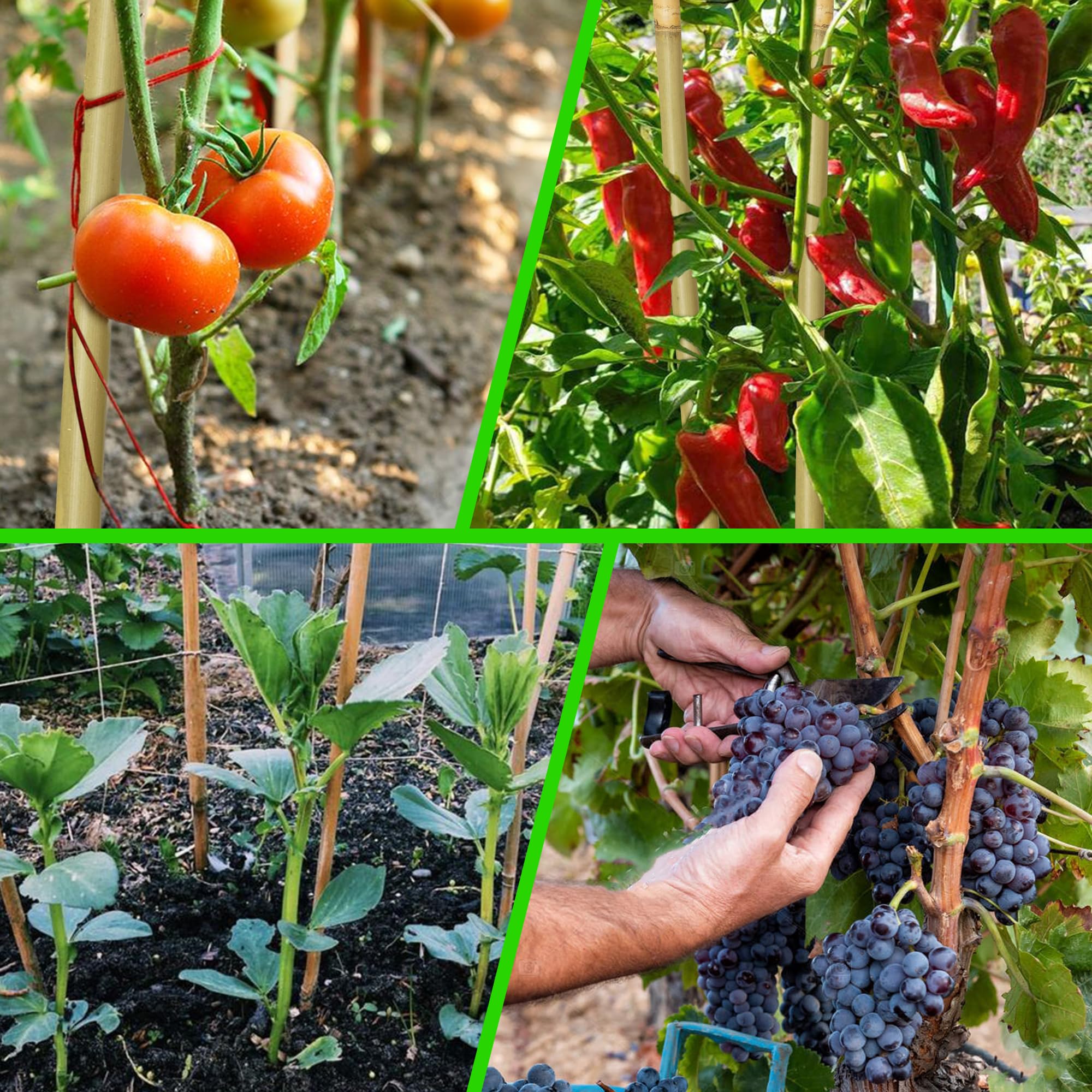 Taoskai 5ft bamboo stake for potted plants and container gardening