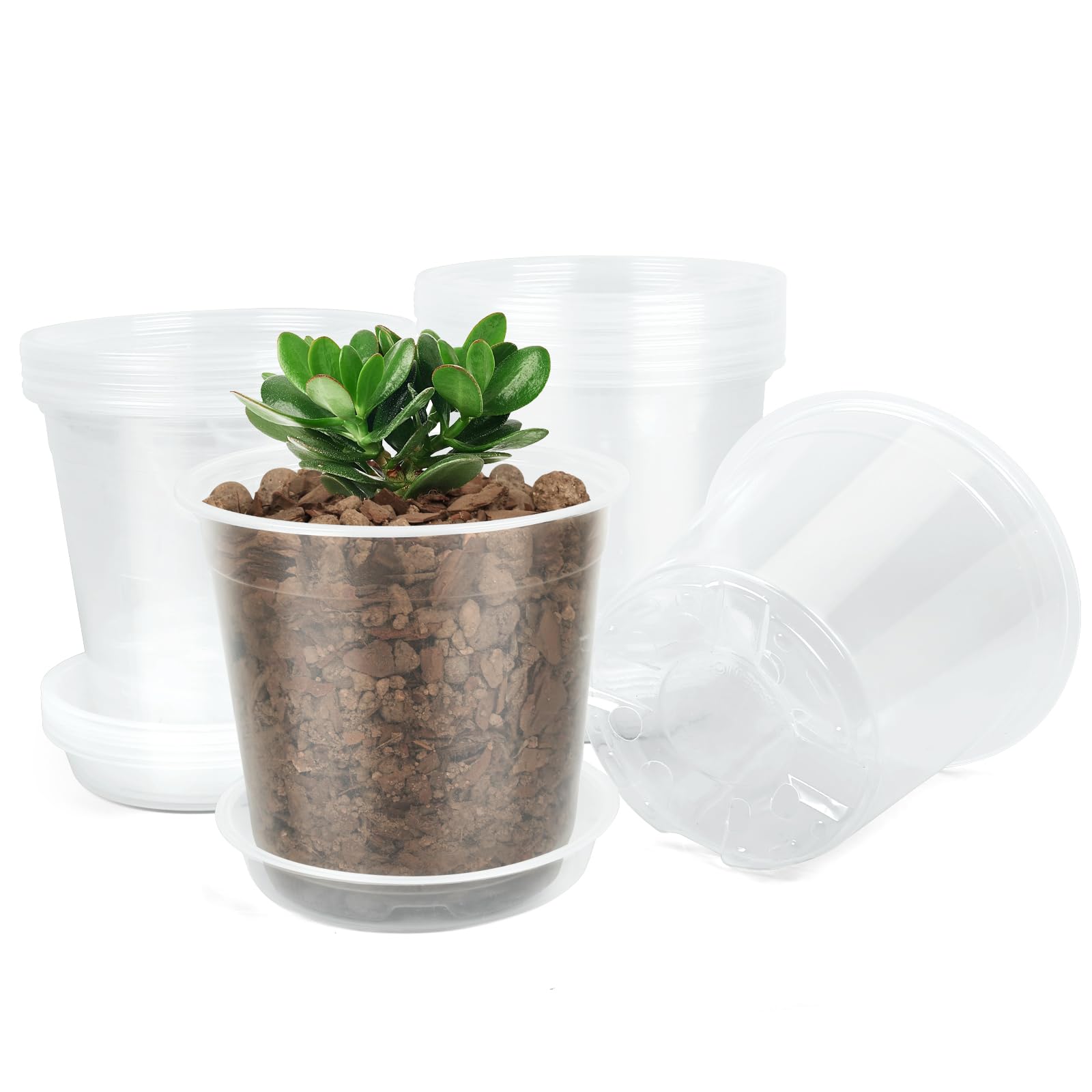 TAQIXI clear 6-inch nursery pot with drainage holes for healthy root monitoring.
