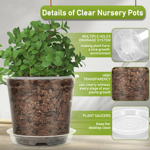 TAQIXI clear pots support indoor and outdoor use for various small plants.