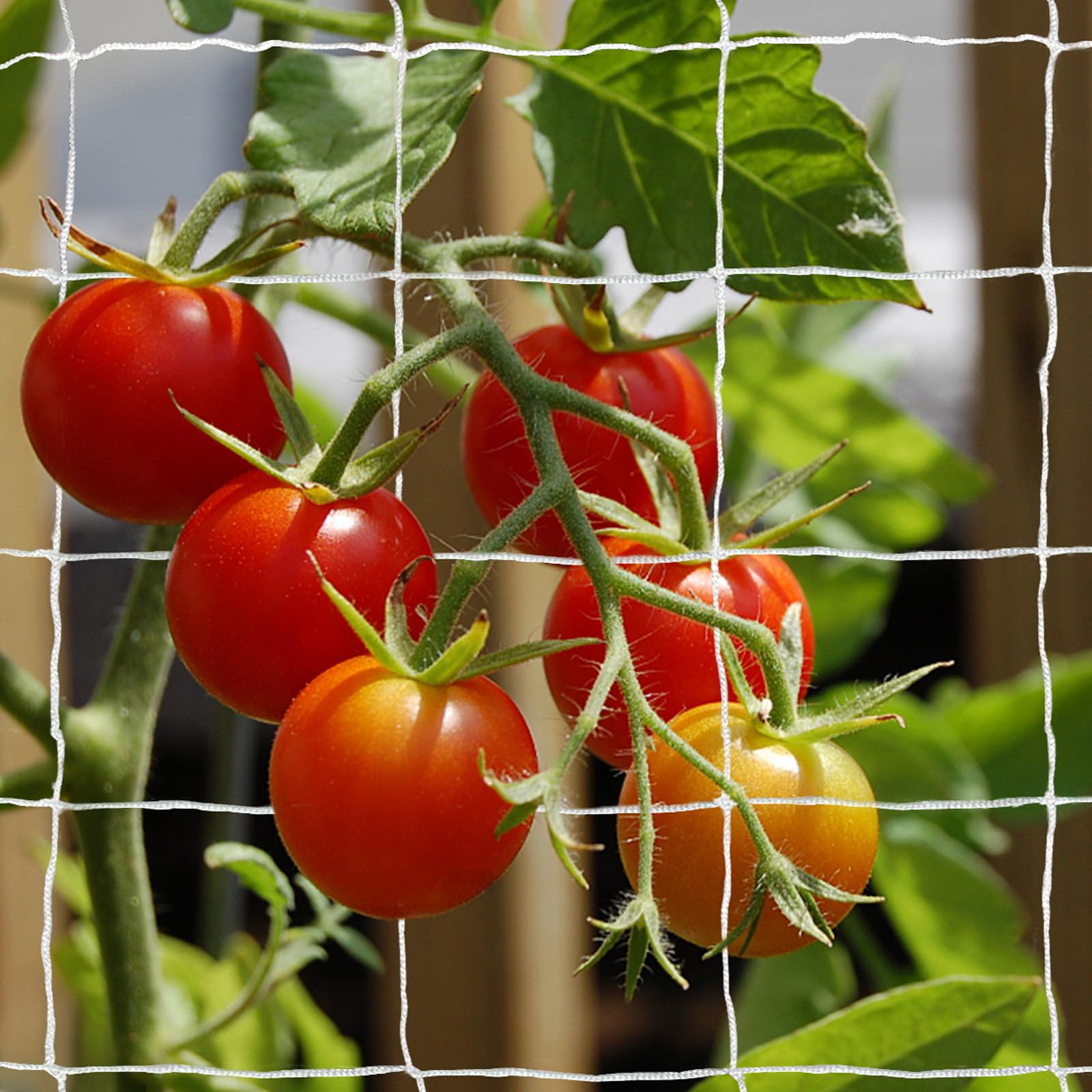 TCamp trellis netting in a family friendly space safe for kids and pets.