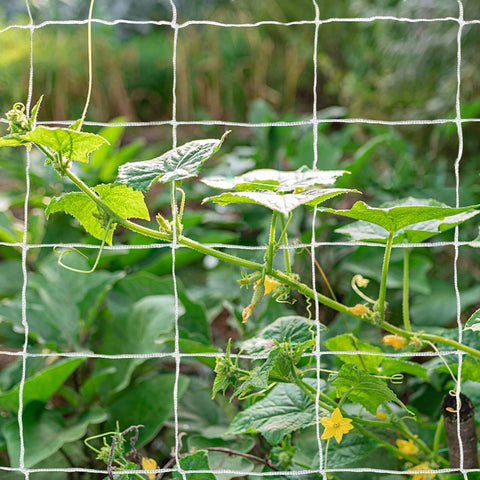 TCamp garden vertical use for peas, beans, cucumbers promotes efficient ground-space management.