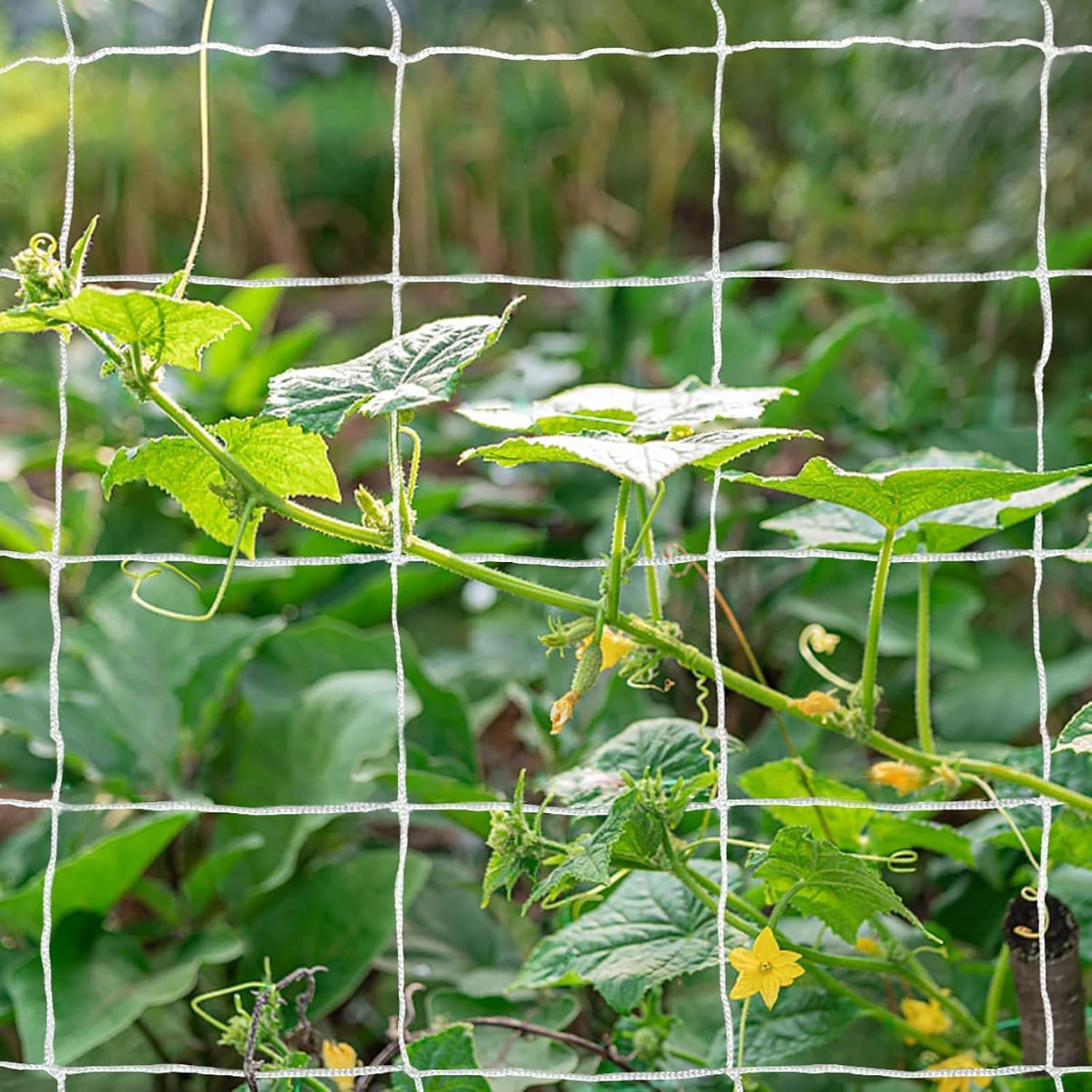 TCAMP heavy-duty netting with 6-inch mesh for heavy crops