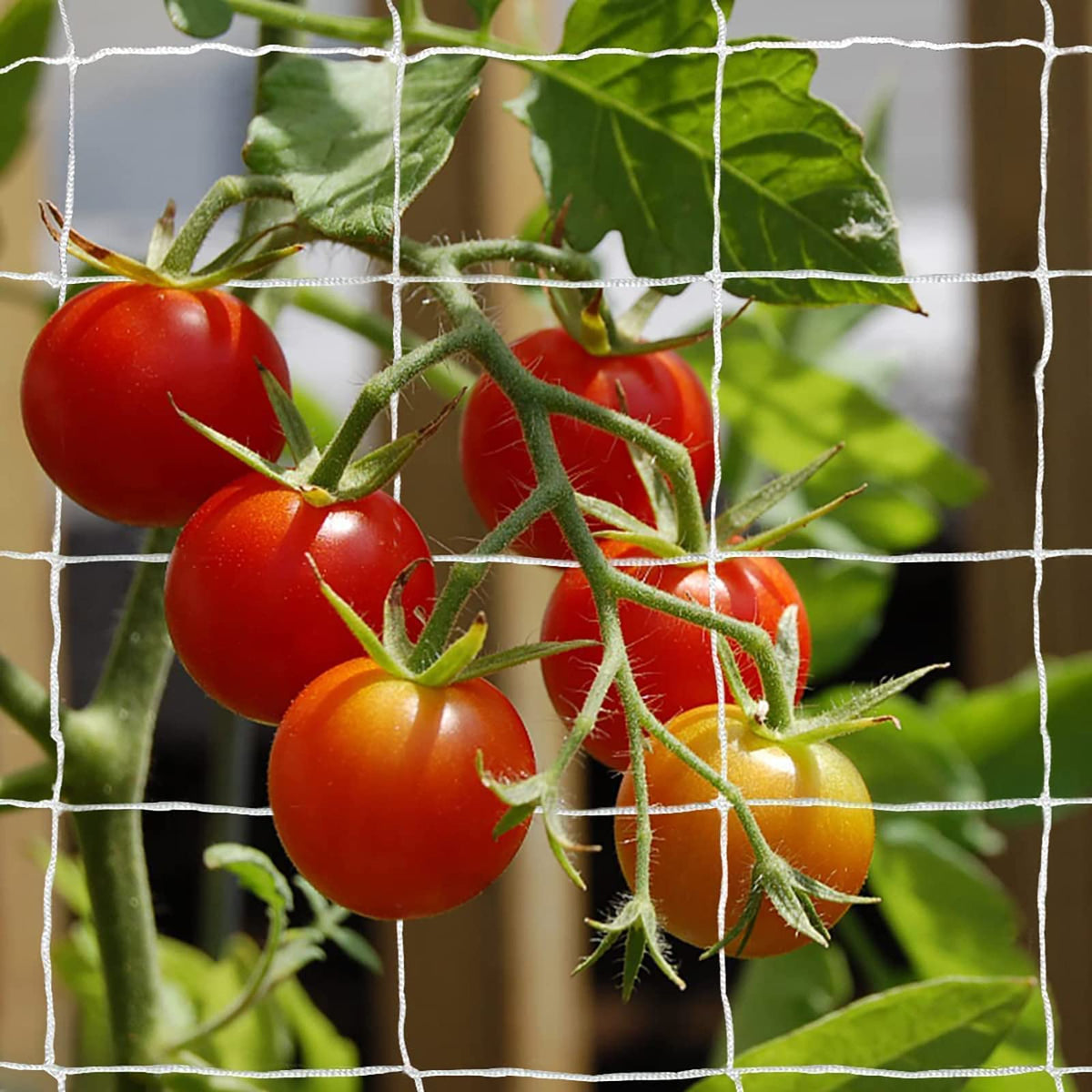 TCAMP heavy-duty polyester trellis netting supports climbing plants in the garden