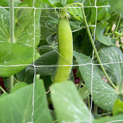 Commercial-grade Tcamp netting suitable for diverse growing techniques.
