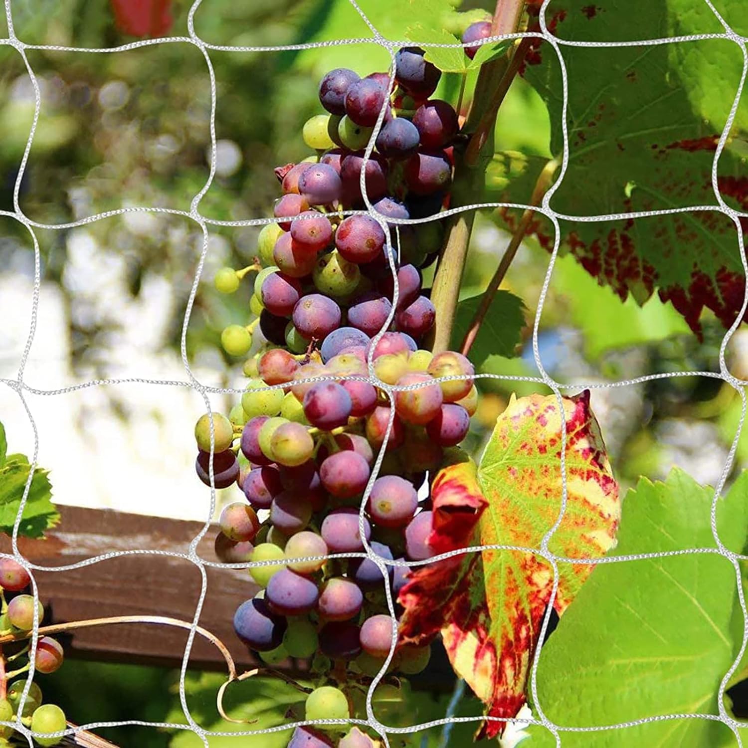 TCamp trellis netting supports multiple crops from peas to cucumbers with durability.