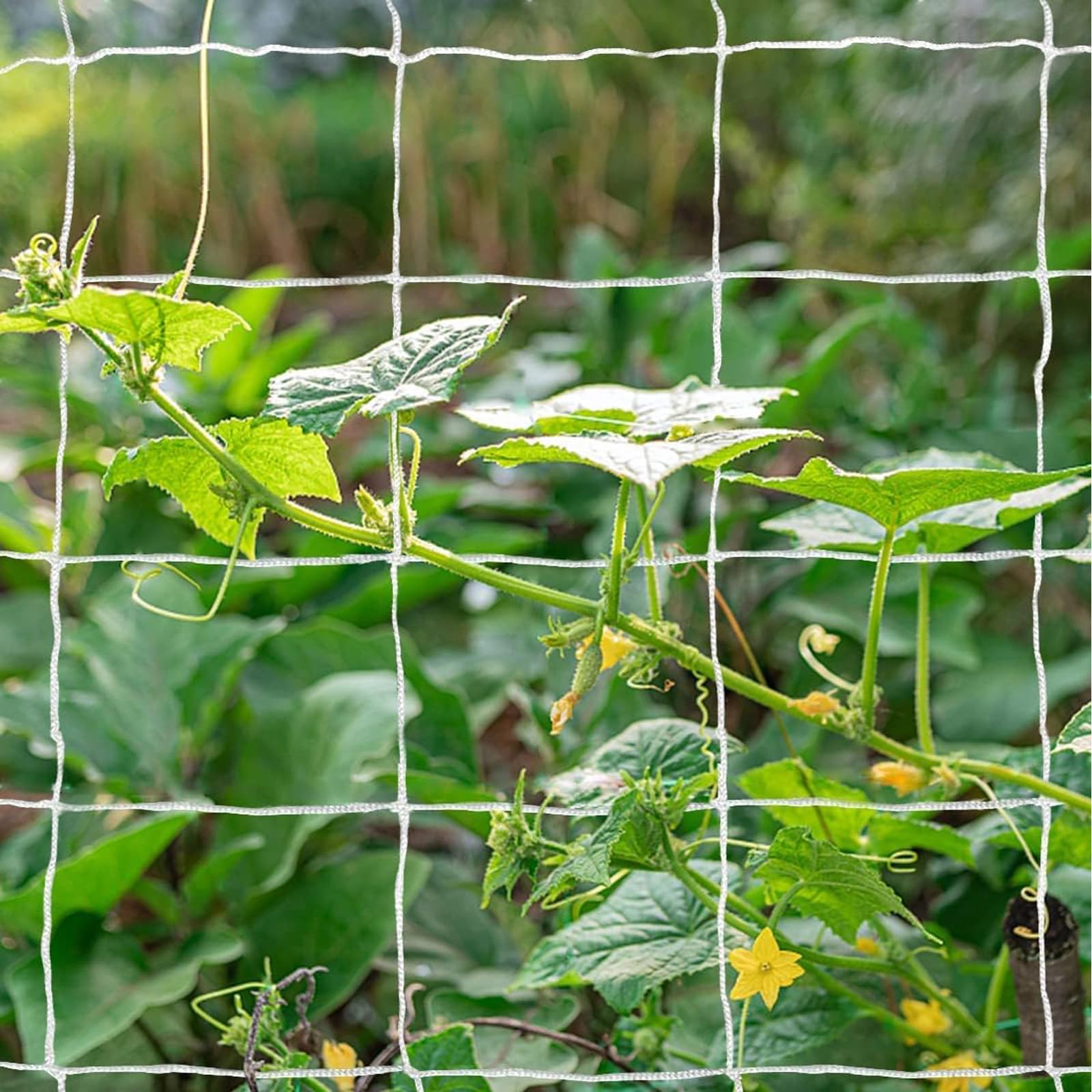 Vines growing through Tcamp trellis netting for plant training
