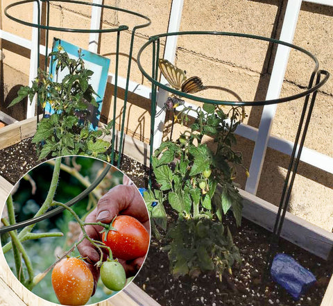 TCBWFY complete plant support pack for outdoor and indoor use