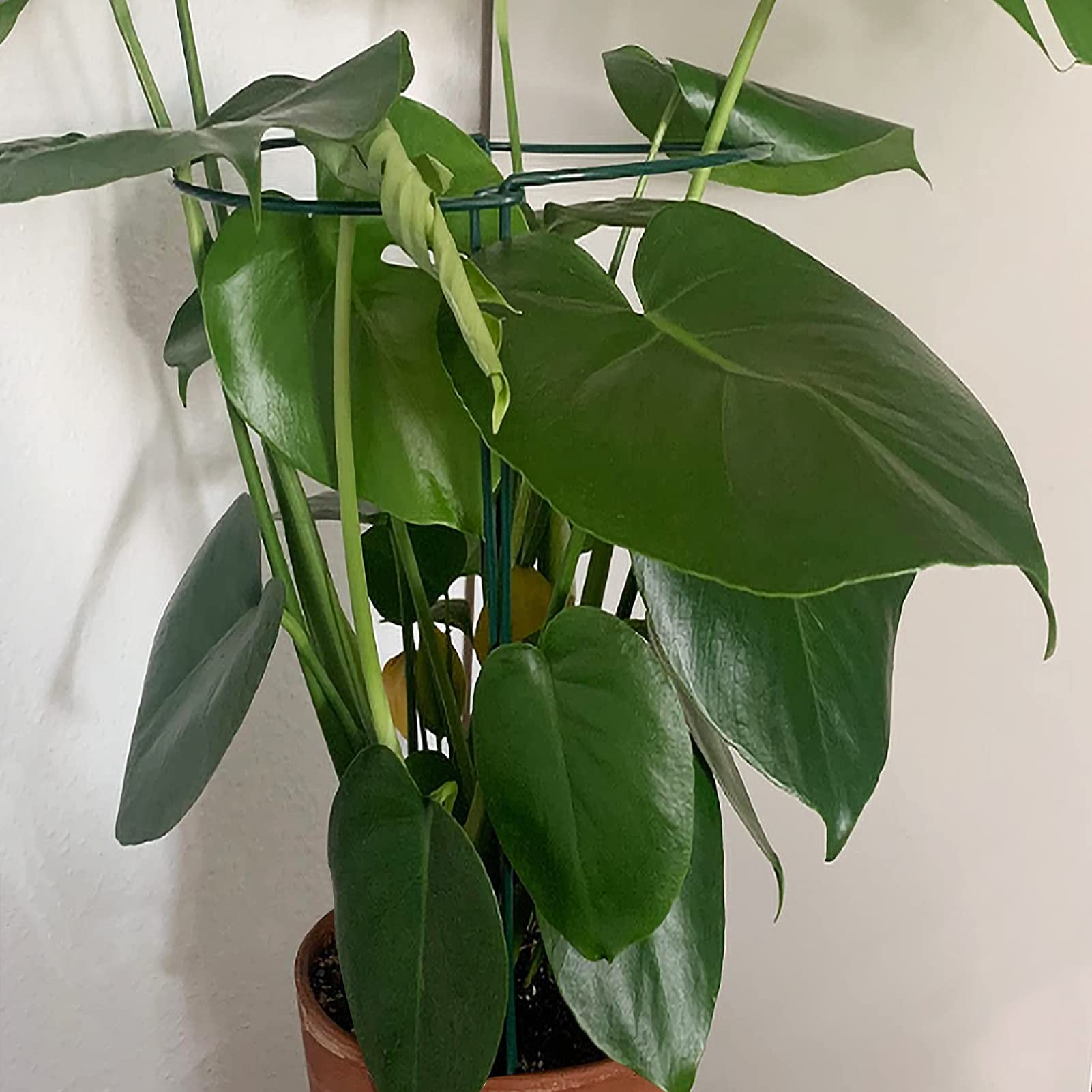 TCBWFY includes ties and clips for quick plant securing