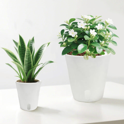 TCBWFY indoor plant display pot suitable for gift giving