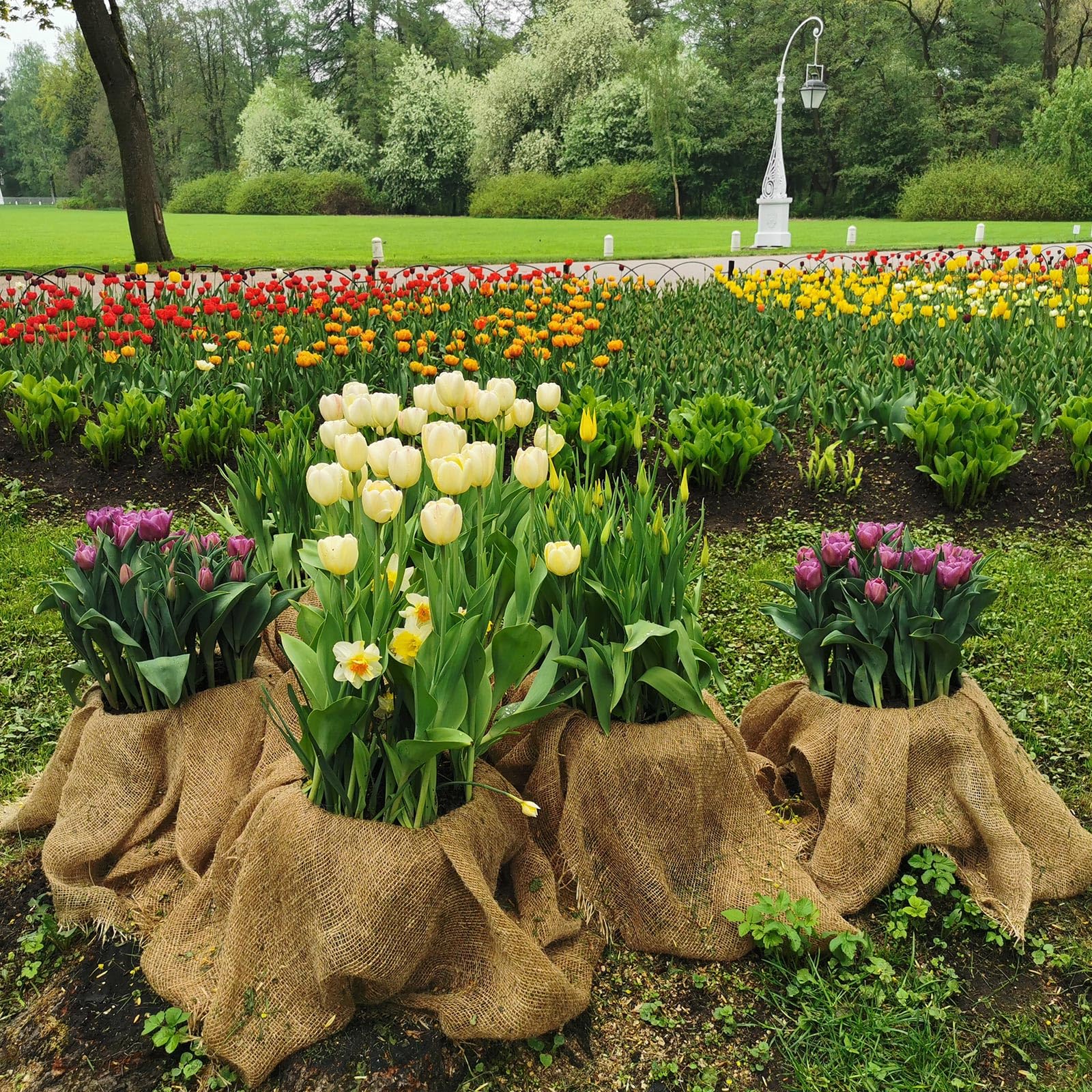 Tcevily seed-cover burlap roll protects germinating seeds effectively.