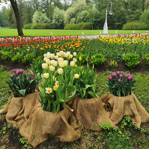Tcevily seed-cover burlap roll protects germinating seeds effectively.