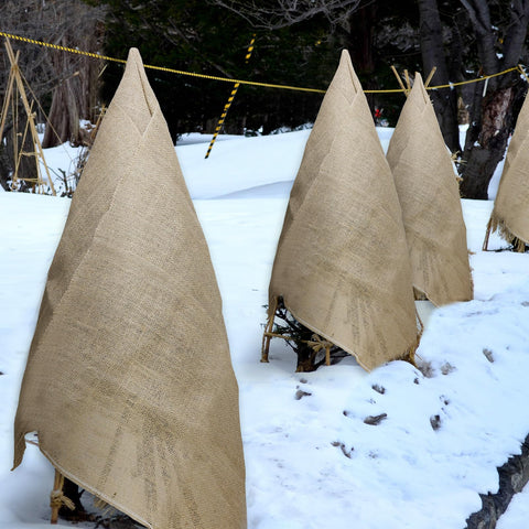Tcevily transplant-protection burlap roll supports new transplants.