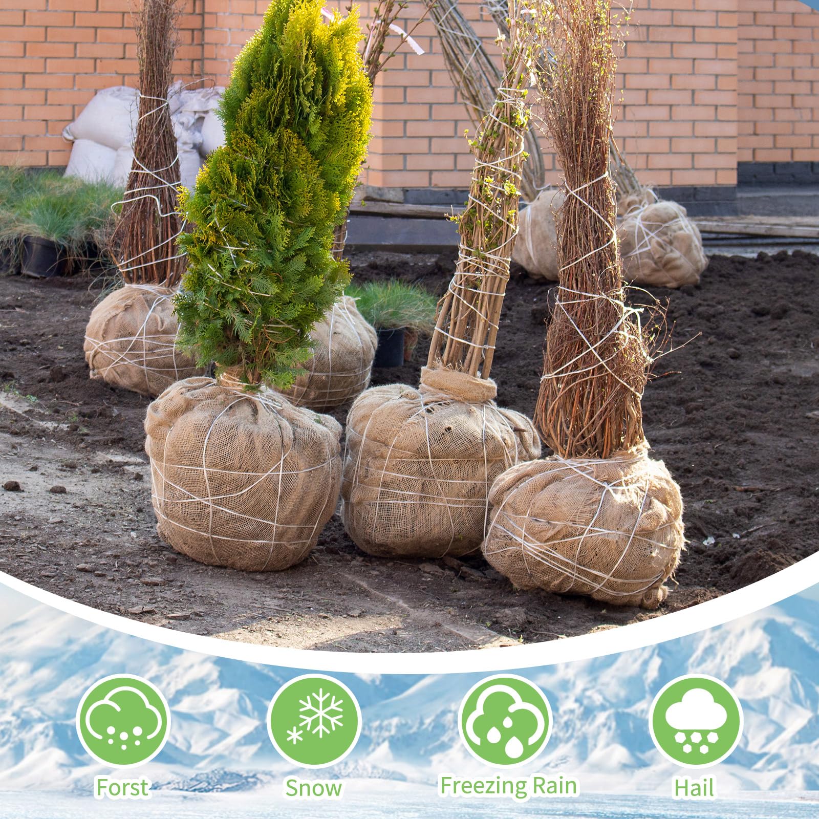 Tcevily weed barrier burlap roll helps suppress weeds while breathing.