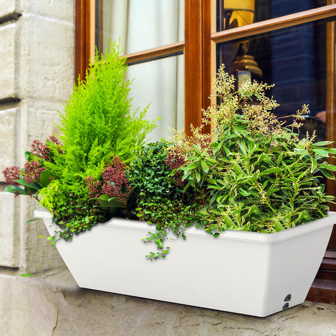 Tcevily window sill garden with herbs using white rectangular planters.