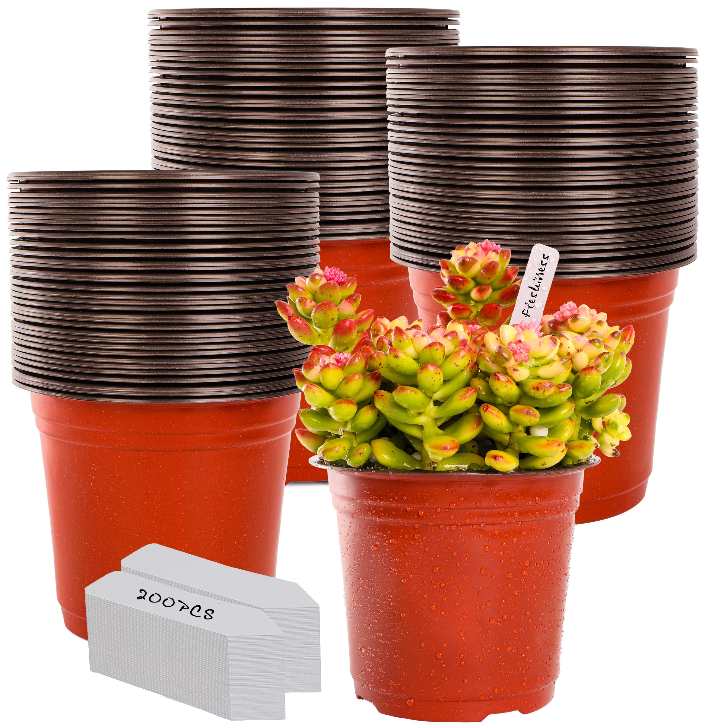 TDHDIKE 6-inch plastic pot top view for seedling starts and organization.