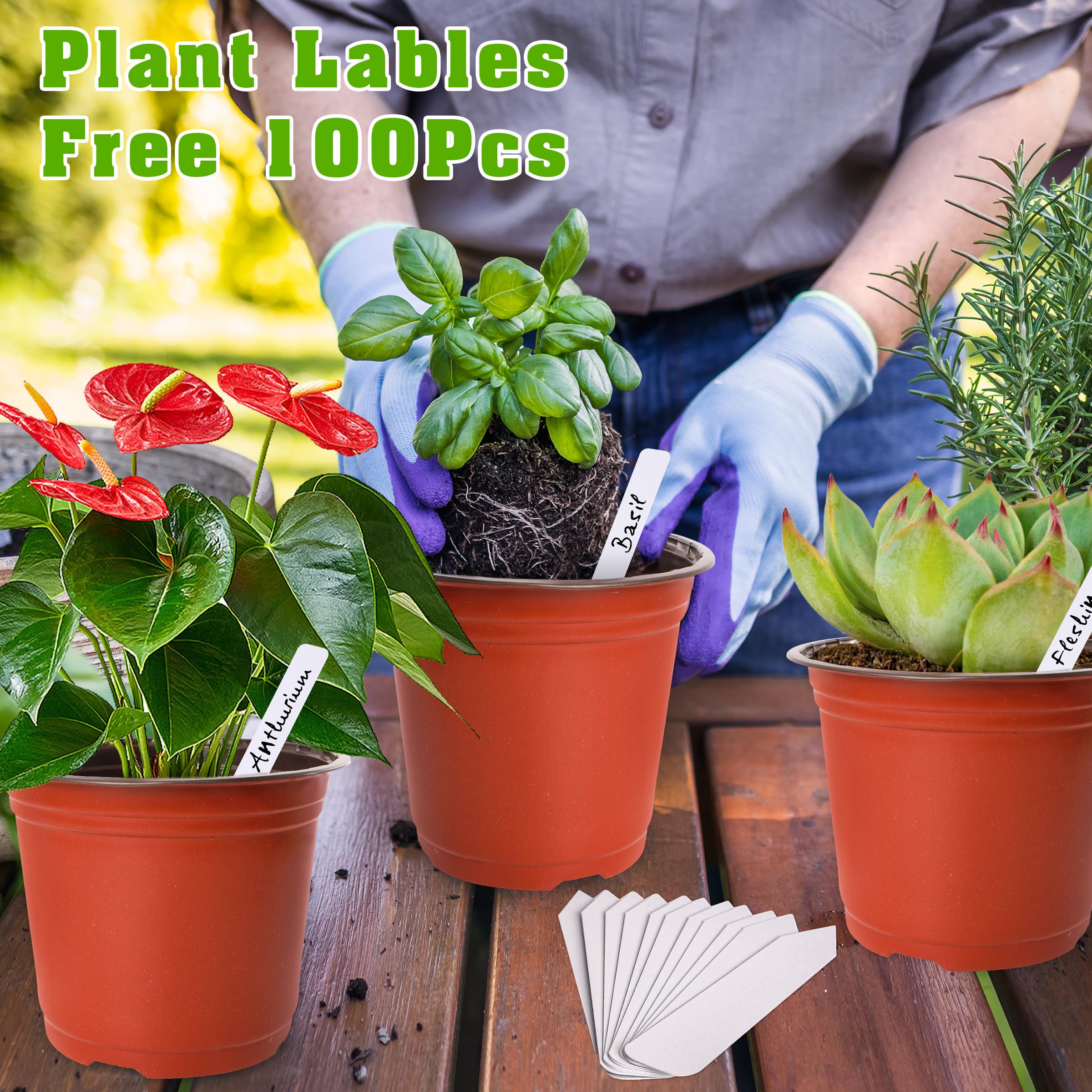 TDHDIKE seed labels included for quick variety tracking