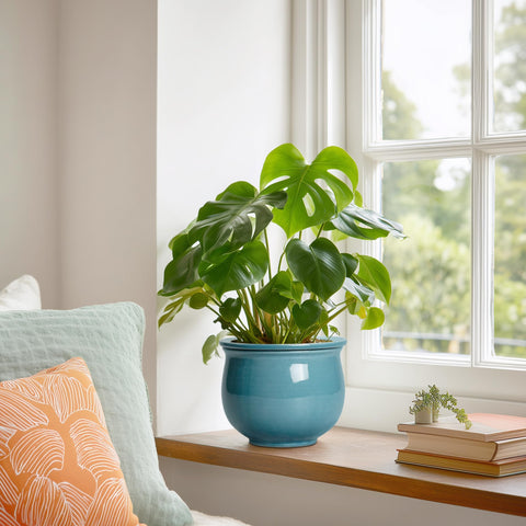 Teagas African violet pot set demonstrates compact size for small spaces.
