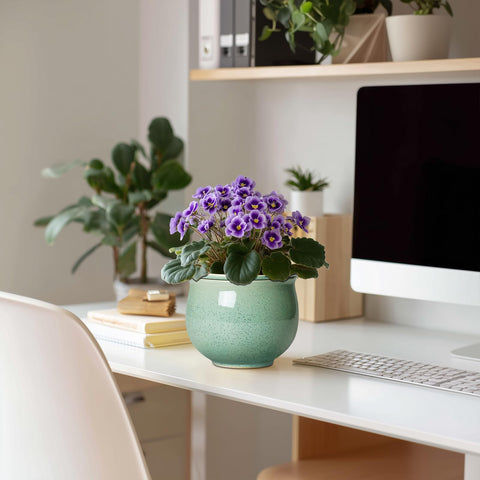 Teagas African violet pot with green ceramic design for stylish plant display