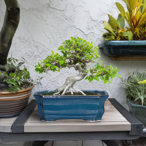 Teagas rectangular planter fits indoors or outdoors for versatile placement