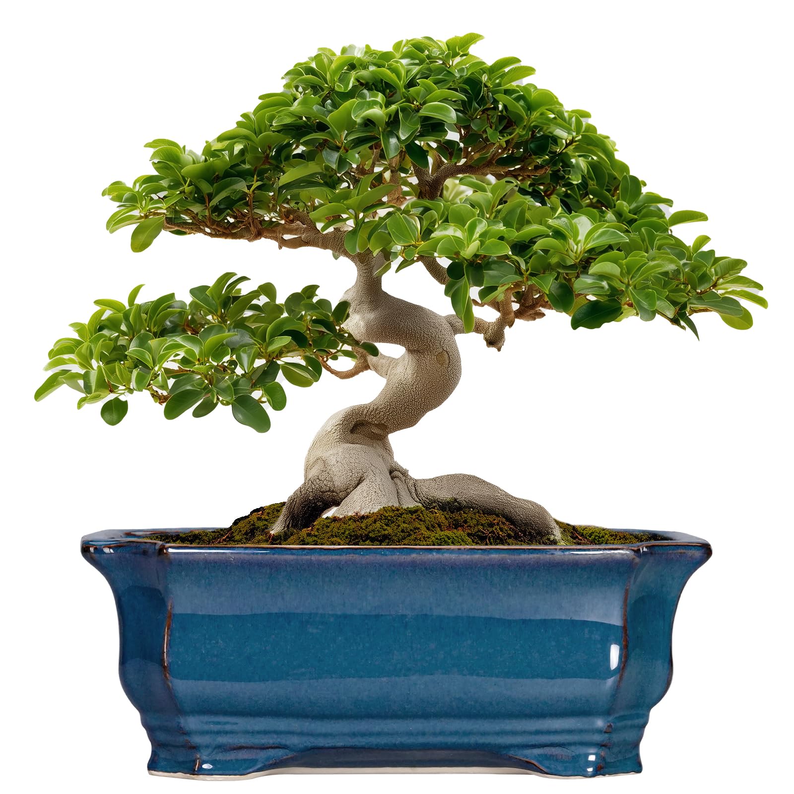 Teagas Bonsai Tree Pot with blue reactive glaze elevates indoor decor and style
