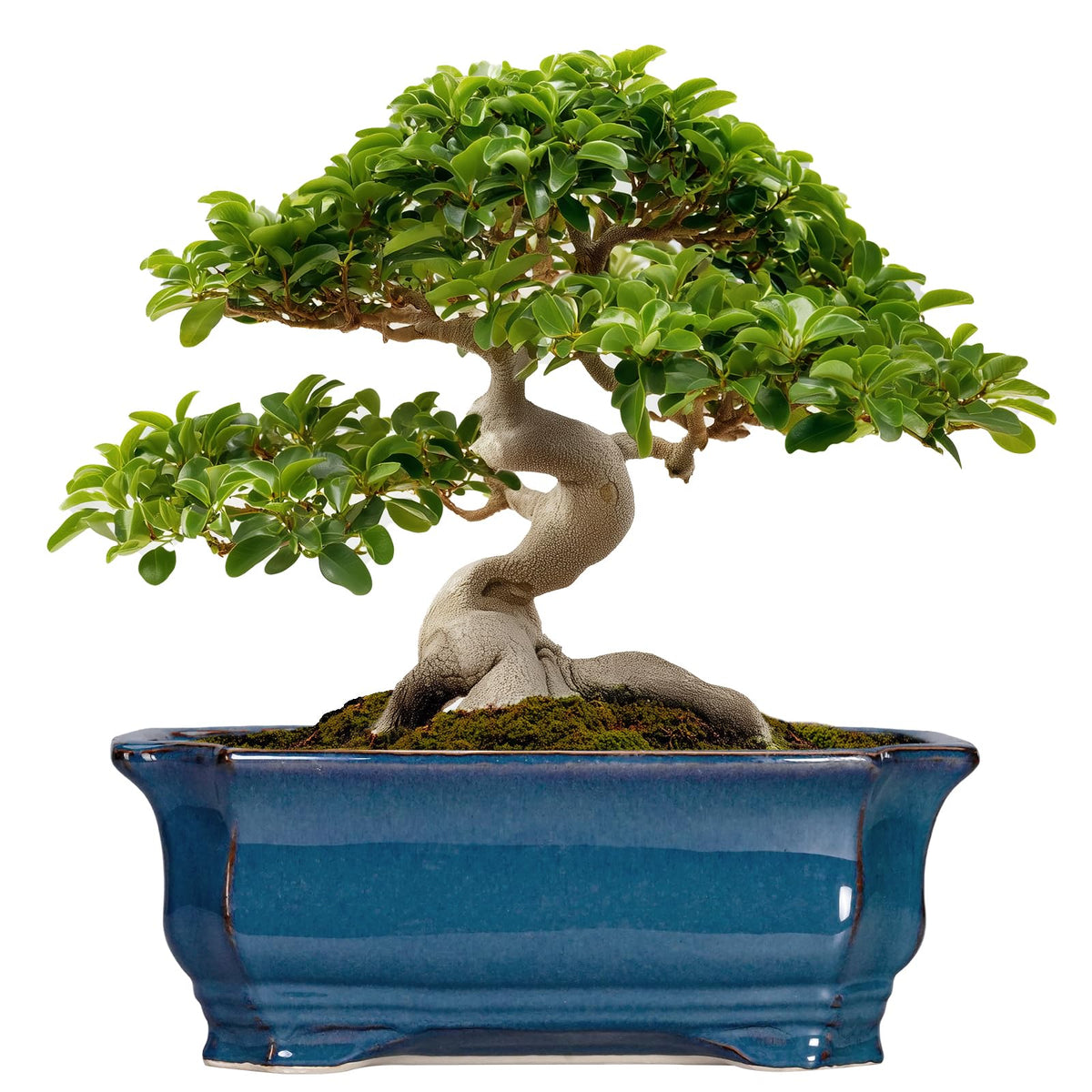 Teagas Bonsai Tree Pot with blue reactive glaze elevates indoor decor and style