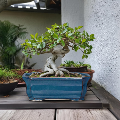 Teagas Bonsai Tree Pot features drainage holes for healthy plant roots