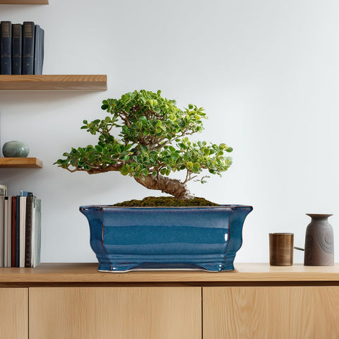 Teagas Bonsai Tree Pot ships securely with drainage net for easy setup