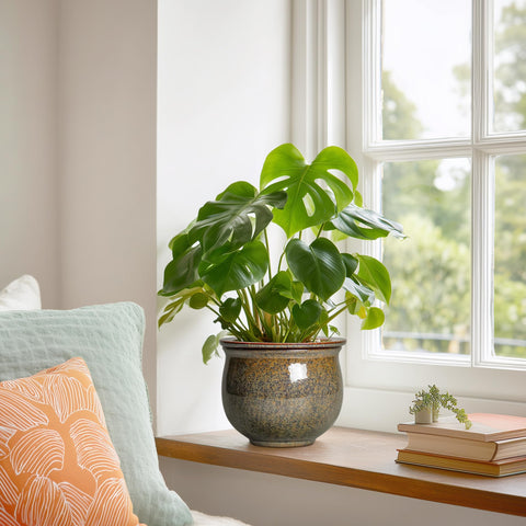 Teagas six inch self-watering pot ideal for desks.