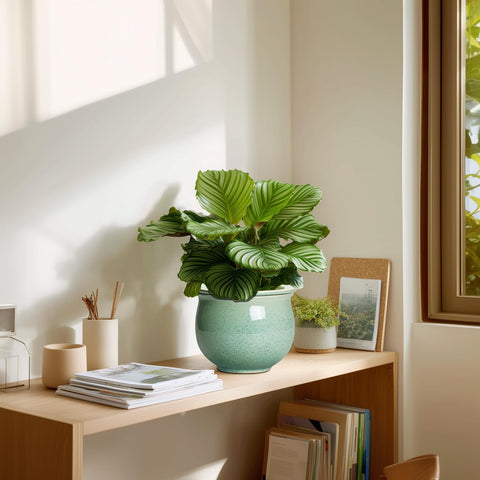 Teagas multi-plant small plant setup supports herbs with compact footprint
