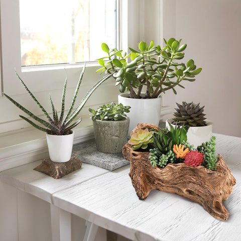 Tebery bonsai-inspired stump planter suits small herbs and cacti.