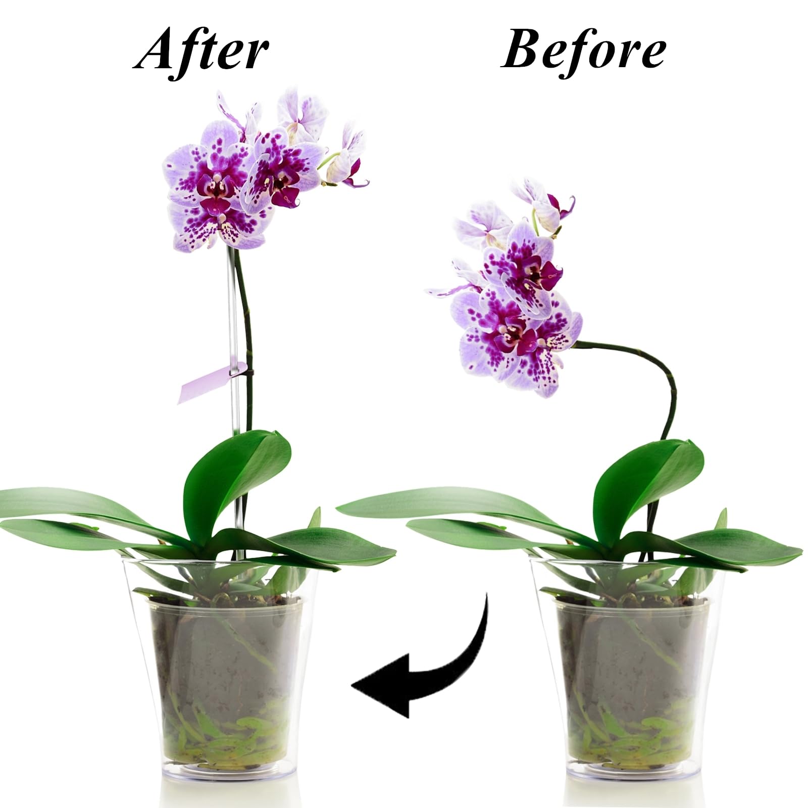 Tebery plant-support stake shown in indoor-outdoor gardening setups.
