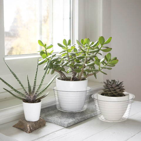 Tebery compatible with most pots, highlighting overflow containment.