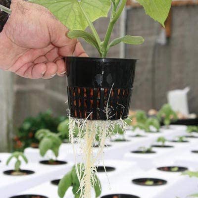 Tectsia 12-pack of sturdy net cups for reliable hydroponics setups.