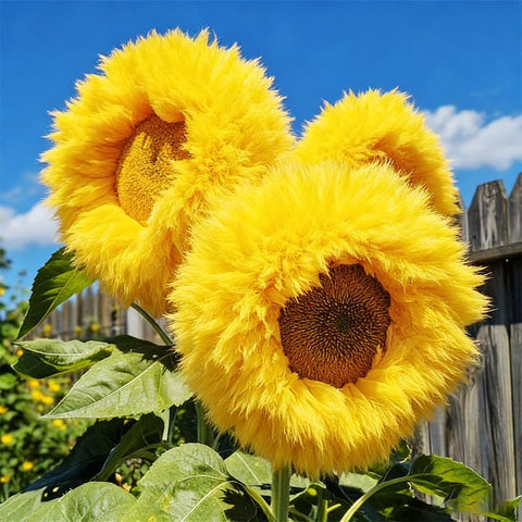Teddy Bear Sunflower Seeds create bright indoor displays from garden 