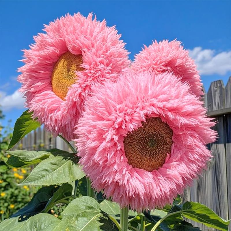Teddy Bear Sunflower Seeds ready to plant directly after frost danger