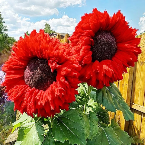 Teddy Bear Sunflower Seeds attract bees and butterflies for pollinators