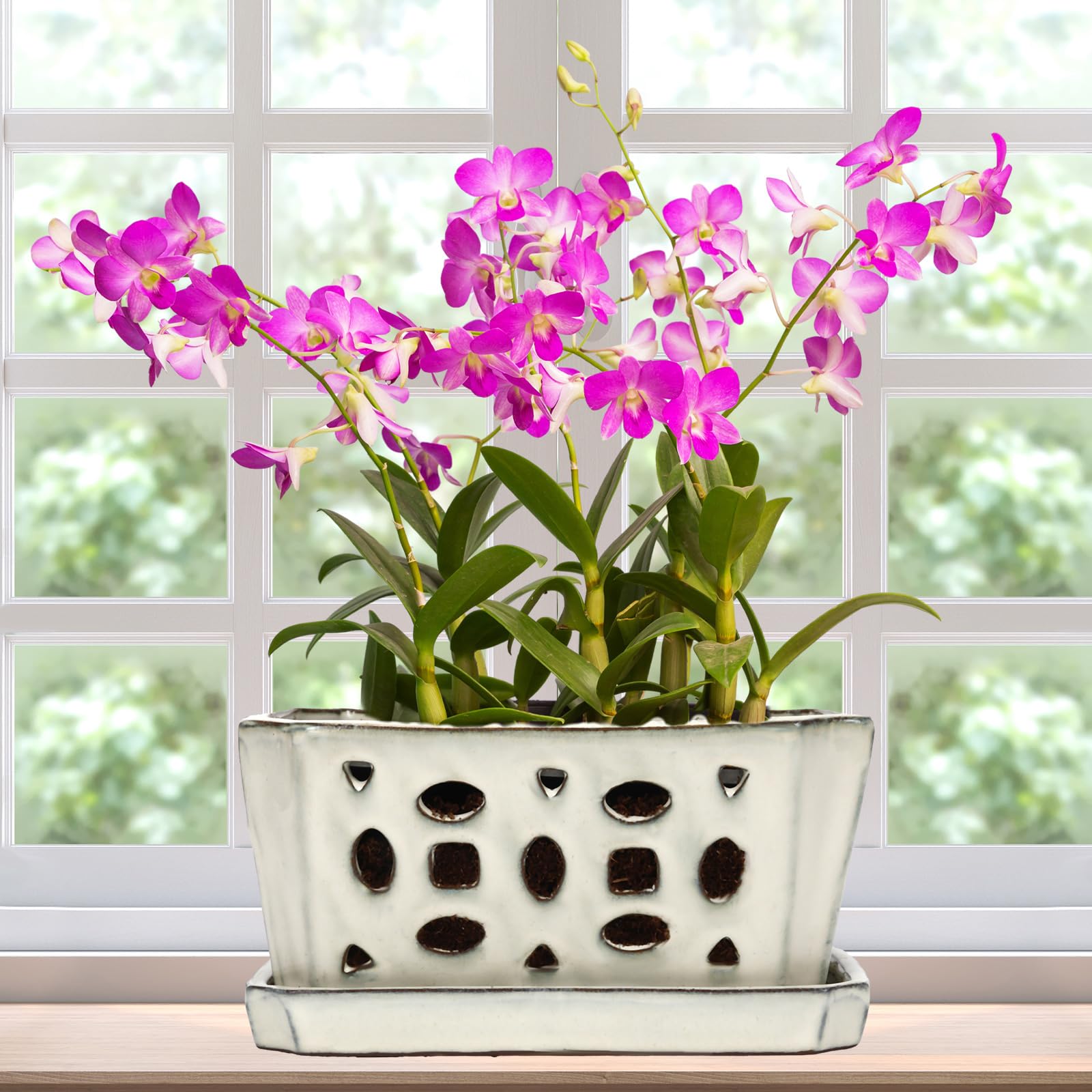 Teenyyou orchid pot with holes promotes drainage for healthy orchid roots.