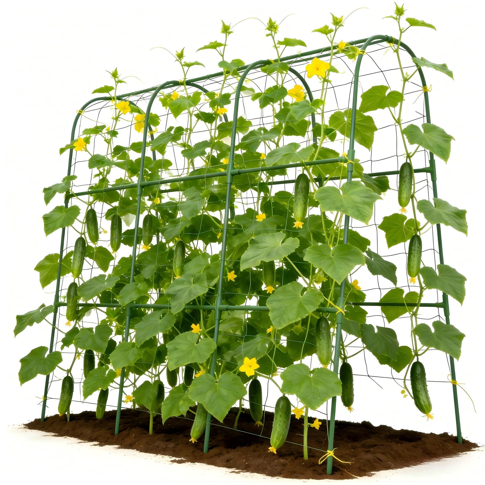 Tegarbed cucumber trellis with U-shape design supports climbing vines and airflow.