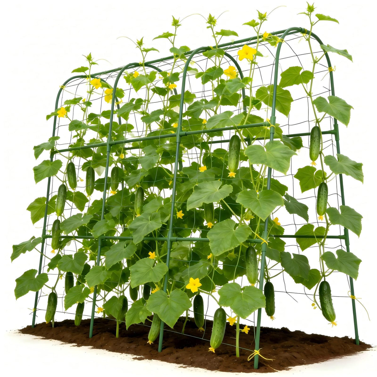 Tegarbed cucumber trellis with U-shape design supports climbing vines and airflow.