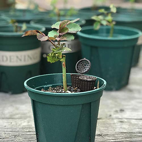 Tegg fertilizer basket for small plants, compact and easy to insert