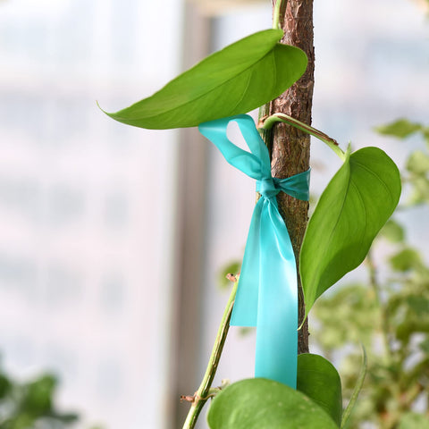 TELENT OUTDOORS versatile garden tape for indoor and outdoor plant care.