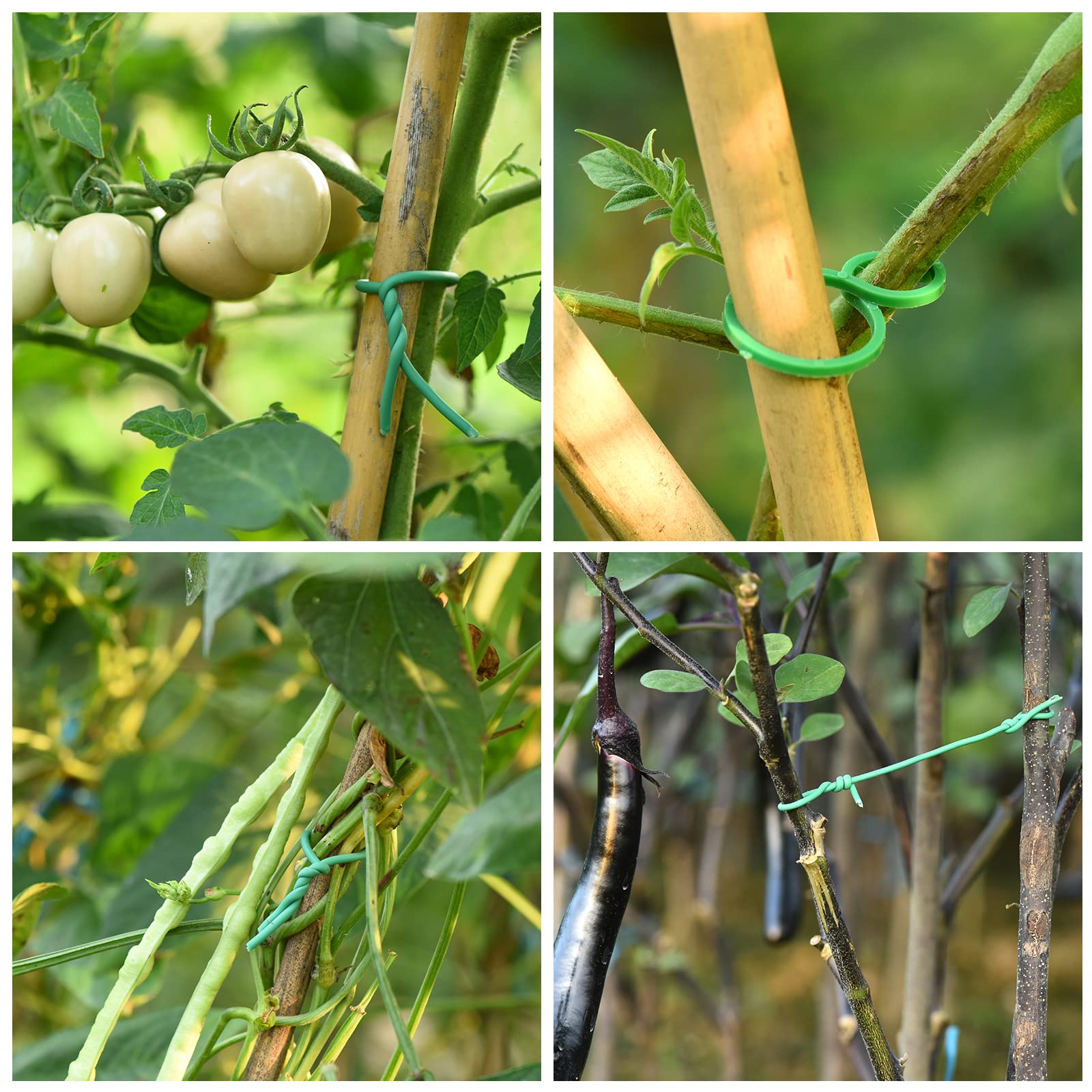 TELENT OUTDOORS stems secured with plant ties during growth