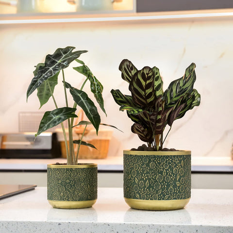 Ten-stone green planter on a kitchen counter for fresh herbs