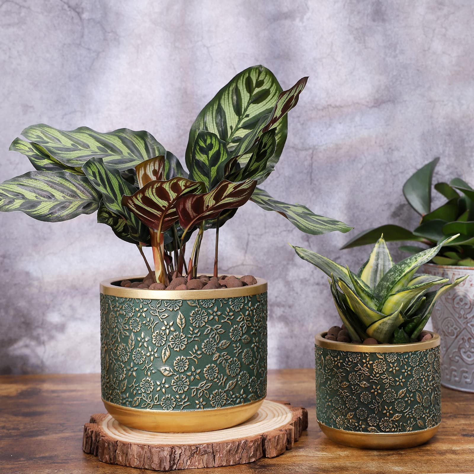 Ten-stone 6-inch cement planter in green full view showcasing planter and plant