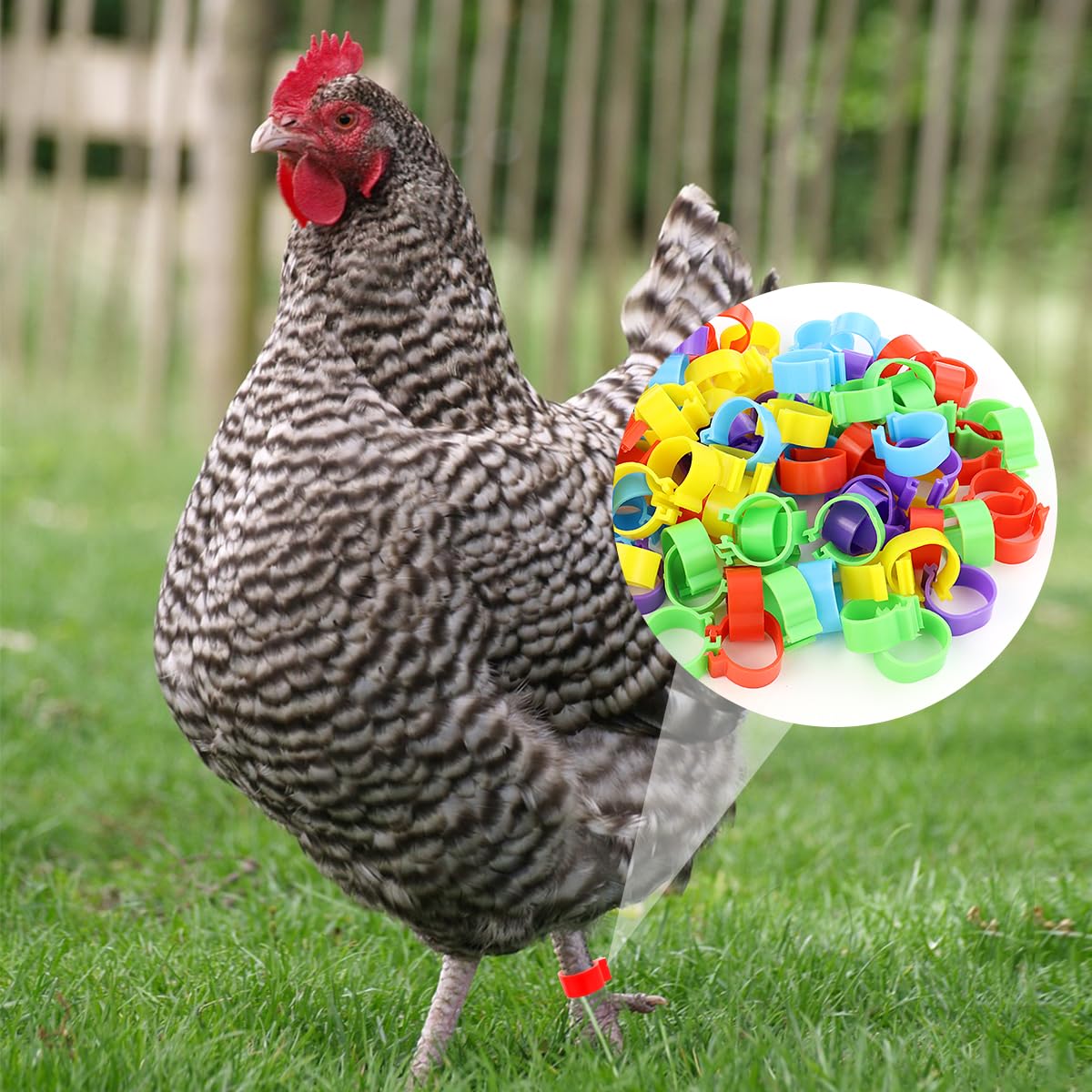 Tenalleys blue 16mm leg rings offer durable, reusable poultry identification.