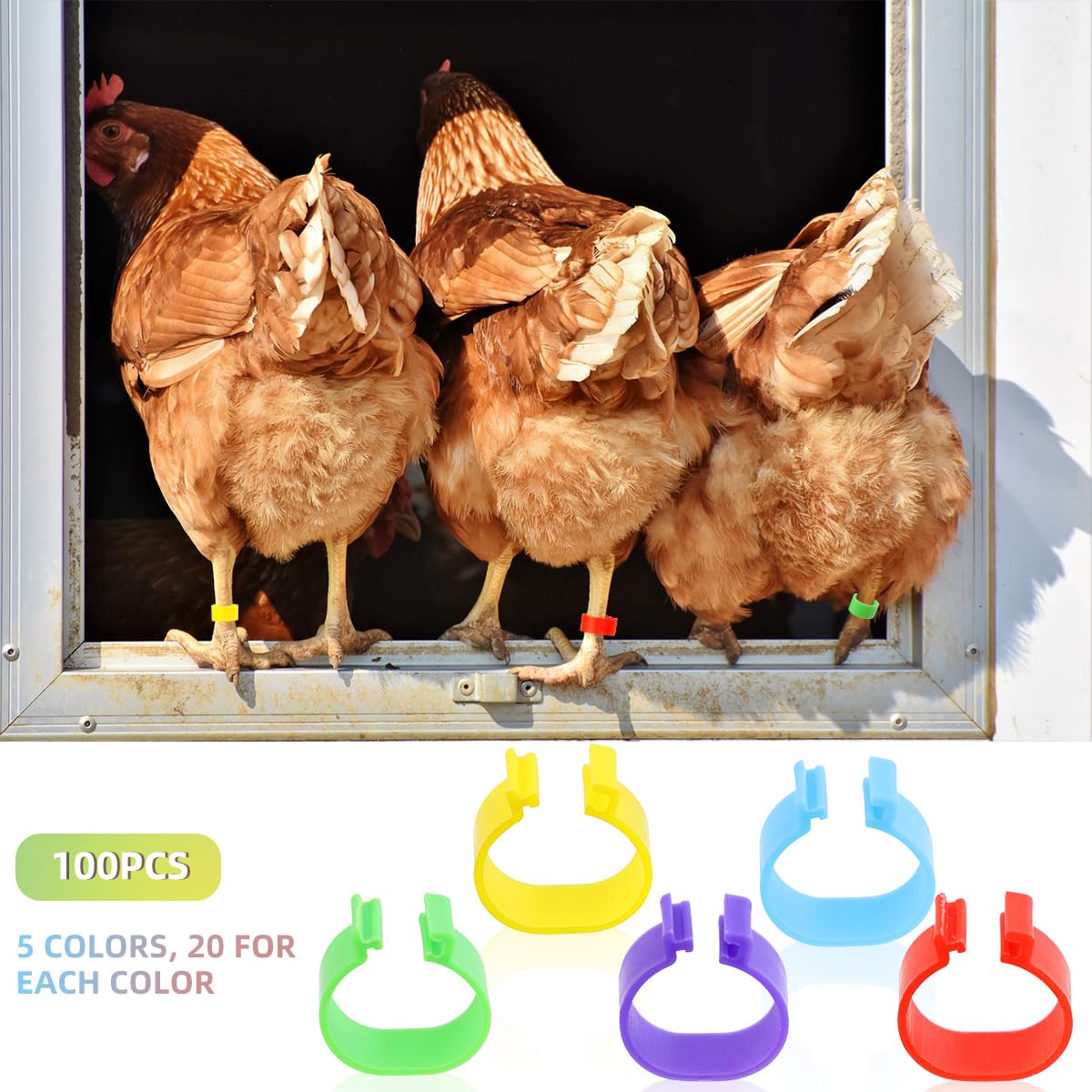 Tenalleys green 16mm leg bands simplify tracking of multiple birds.
