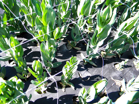 Tenax Hortonova 48in white anchor points support reliable vine training.